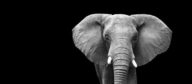elephant-640x280